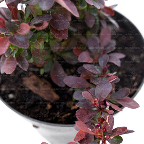 Dracila rosie (Berberis Atropurpurea Nana), h 20-40 cm