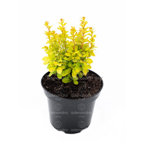 Dracila galbena (Berberis Maria )