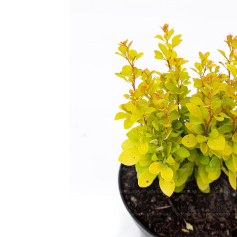 Dracila galbena (Berberis Maria )