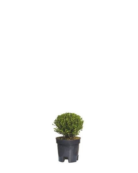 Cimisir (Buxus Faukner Palla), 25-35 cm