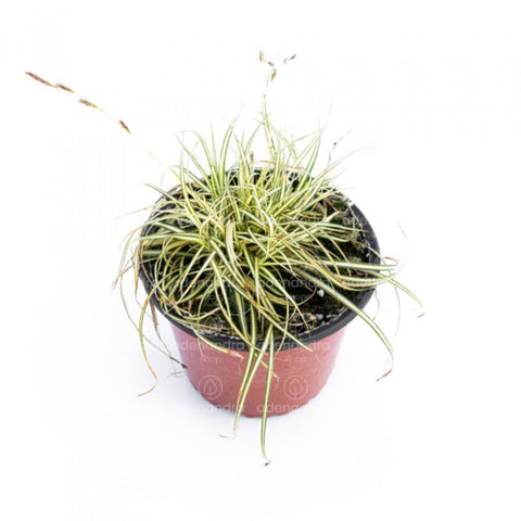 Iarba ornamentala (Carex Evergold), galben-verde