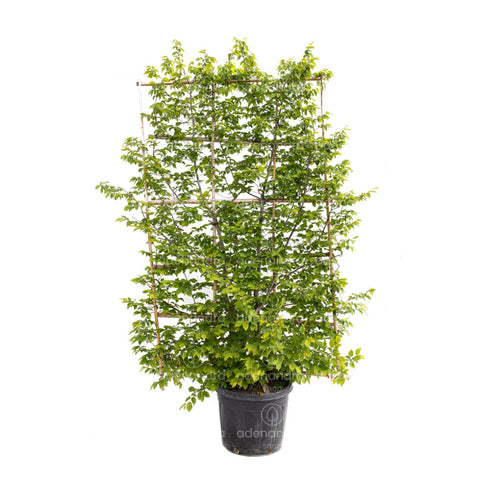 Carpen piramidal (Carpinus Betulus Pyramidalis), h 250-150, verde