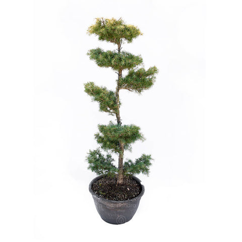 Cedru de Himalaya cu pompoane (Deodara Aurea Pompons), h 100-125 cm