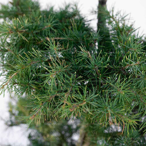 Cedru de Himalaya cu pompoane (Deodara Aurea Pompons), h 100-125 cm