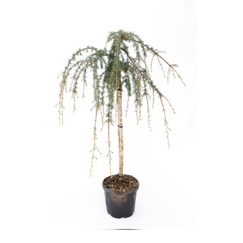 Cedru plangator (Cedrus Atlantica Glauca Pendula), h 80-100 cm, argintiu