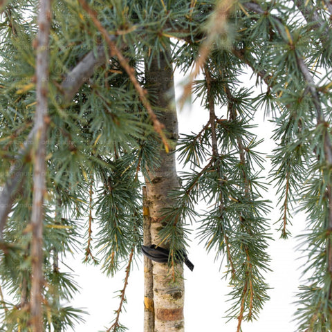 Cedru plangator (Cedrus Atlantica Glauca Pendula), h 80-100 cm, argintiu