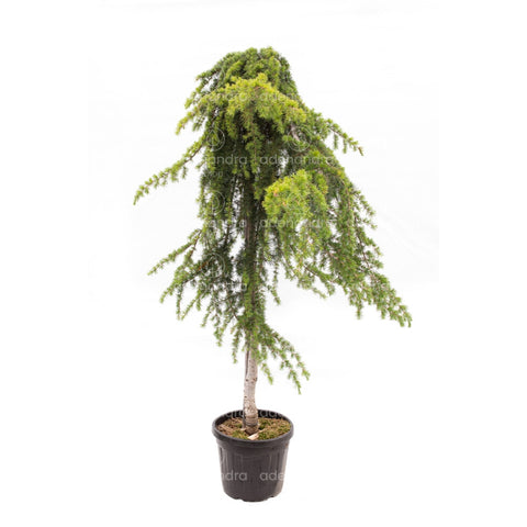 Cedru pendular (Cedrus Deodara Pendula), h 180-200 cm, circ.12-14 cm, verde
