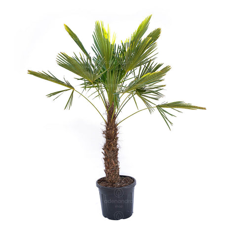 Palmier pitic (Chamaerops Excelsa), h 80-100 cm