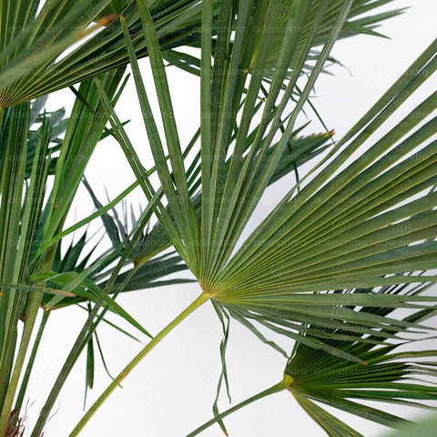 Palmier pitic (Chamaerops Excelsa), h 80-100 cm