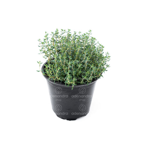 Cimbru (Thymus vulgaris)