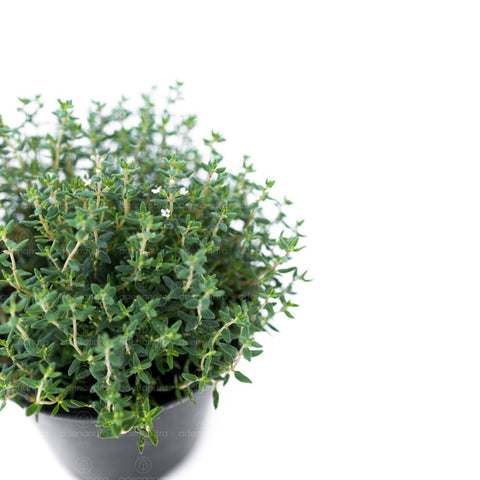 Cimbru (Thymus vulgaris)
