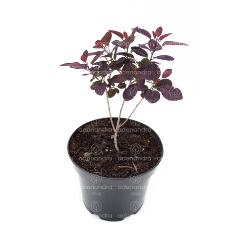 Scumpie rosie (Cotinus Royal Purple), h 20-40 cm
