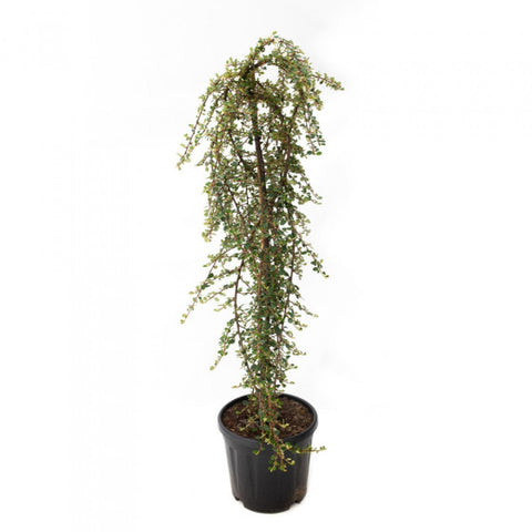 Cotoneaster Dammeri Winter Jewel pe tulpina, h 80-100cm, verde