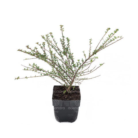 Cotoneaster Horizontalis, h 20-40 cm, verde