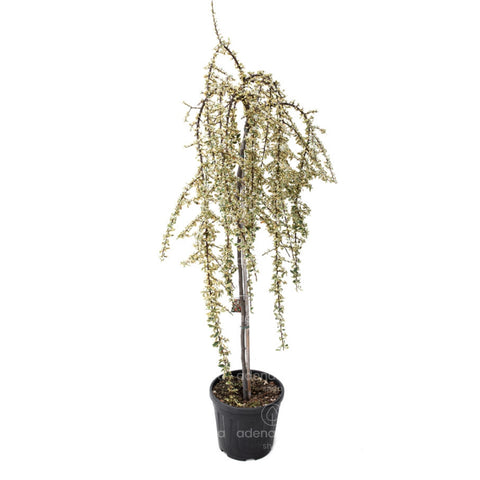 Cotoneaster Suecicus Juliette pe tulpina, h 80-100 cm, verde-alb
