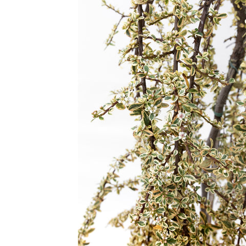 Cotoneaster Suecicus Juliette pe tulpina, h 80-100 cm, verde-alb