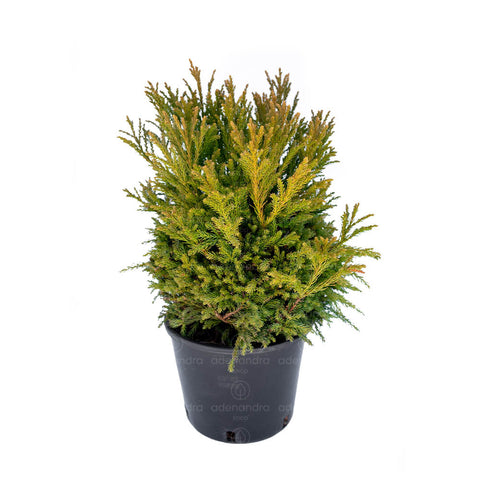Cedru japonez (Cryptomeria Globosa Nana), h 35-40cm, Palla