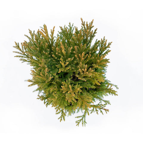 Cedru japonez (Cryptomeria Globosa Nana), h 35-40cm, Palla