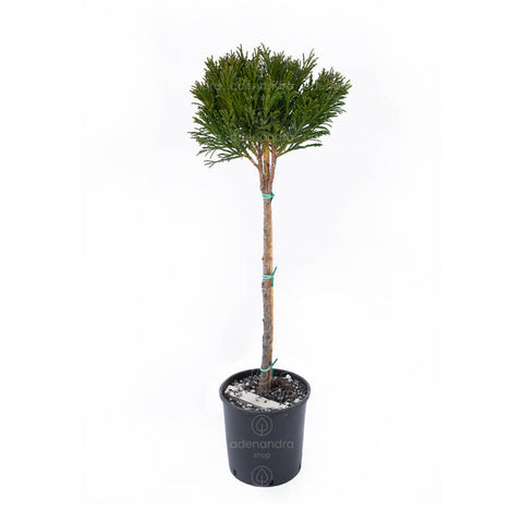Cedru japonez pe tulpina (Cryptomeria Globosa Nana), h 35-40 1/2 Fusto