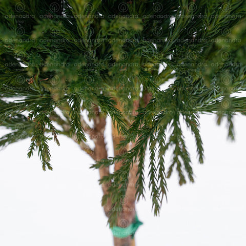 Cedru japonez pe tulpina (Cryptomeria Globosa Nana), h 35-40 1/2 Fusto