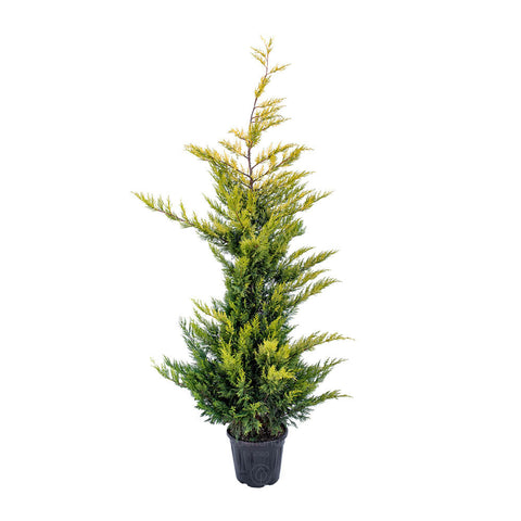 Chiparos Leyland Gold Rider (Cupressocyparis Leylandii Gold Rider), h 175-200 cm, galben