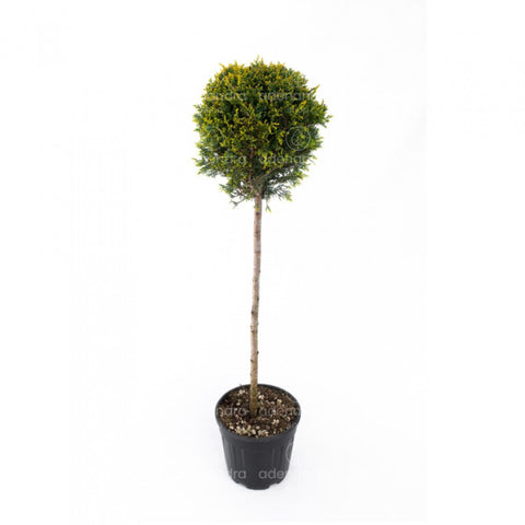 Chiparos Leyland galben (Cupressocyparis Leylandii Castlewellan Gold), h 100-120 cm