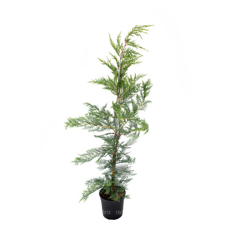 Chiparos Leylaandii (Cupressocyparis Leylandii), h 70-90 cm