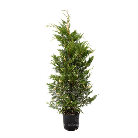Chiparos Leyland variegat (Cupressocyparis Leylandii Gold Rider), h 125-150 cm, alb-verde