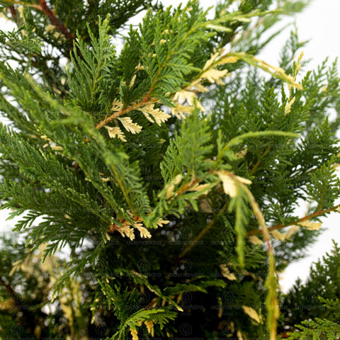 Chiparos Leyland variegat (Cupressocyparis Leylandii Gold Rider), h 125-150 cm, alb-verde