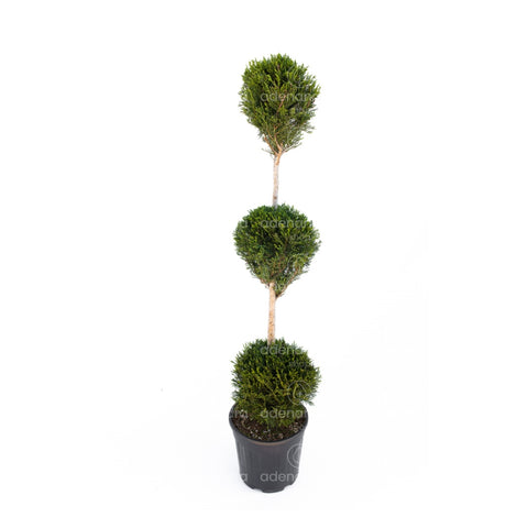 Chiparos Leyland auriu cu trei bile pe trunchi (Cupressocyparis Leylandii Castlewellan Gold 3 Palle), h 120-140 cm