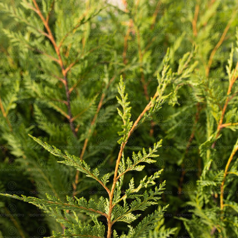 Chiparos Leyland gold rider (Cupressocyparis Leylandii Gold Rider), h 60-80 cm, galben