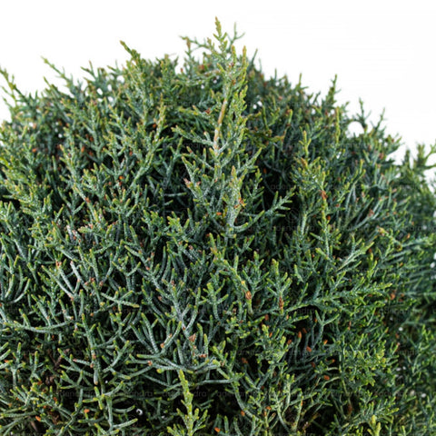 Chiparos de Arizona pe tulpina (Cupressus Arizonica Aurea Fastigiata), h 120-140 cm