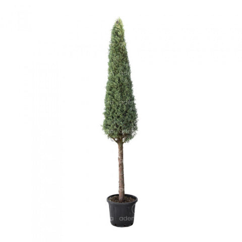 Chiparos de Arizona (Cupressus Arizonica Fastigiata), h 160-180 cm, verde-albastru