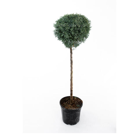 Chiparos de Arizona pe tulpina (Cupressus Arizonica Aurea Fastigiata), h 100-120 cm