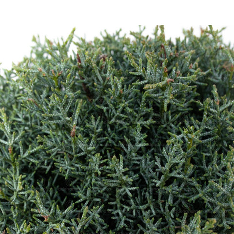 Chiparos de Arizona pe tulpina (Cupressus Arizonica Aurea Fastigiata), h 100-120 cm