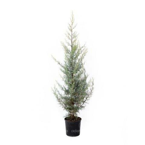 Chiparos argintiu de Arizona (Cupressus Arizonica Fastigiata), h:125-150 cm