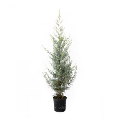 Chiparos de Arizona (Cupressus Arizonica Fastigiata), h 175-200 cm, albastru-galben