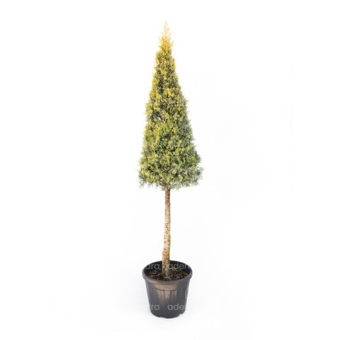 Chiparos de Arizona auriu pe tulpina (Cupressus Arizonica Aurea Fastigiata), h 160-180 cm