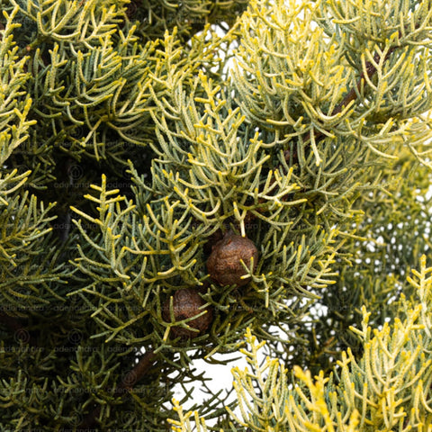 Chiparos de Arizona auriu pe tulpina (Cupressus Arizonica Aurea Fastigiata), h 160-180 cm