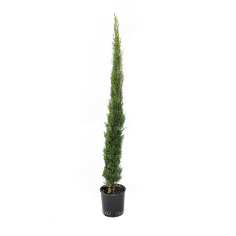 Chiparos italian (Cupressus Sempervirens Pyramidalis),  h 175-200 cm, verde