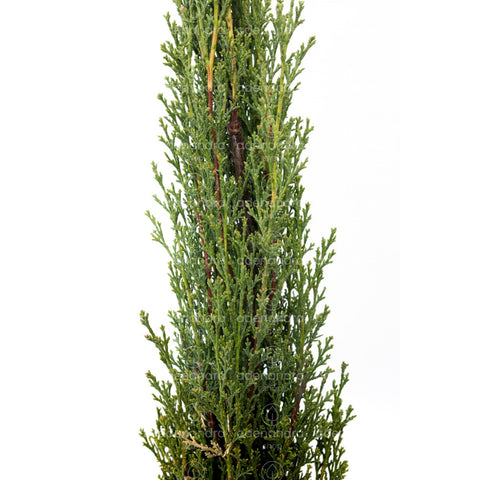 Chiparos italian (Cupressus Sempervirens Pyramidalis),  h 175-200 cm, verde