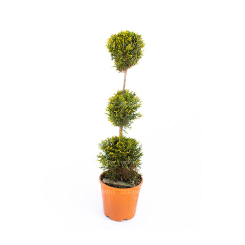 Chiparos Leyland auriu cu trei bile pe trunchi (Cupressocyparis Leylandii Castlewellan Gold 3 Palle), h 80-100 cm