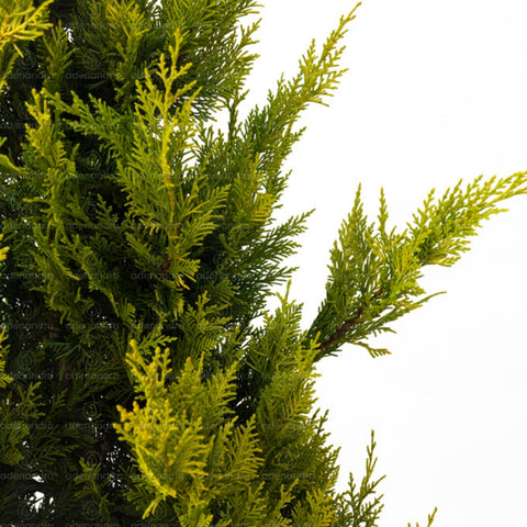 Chiparos Leyland gold rider (Cupressocyparis Leylandii Gold Rider), h 125-150 cm, galben
