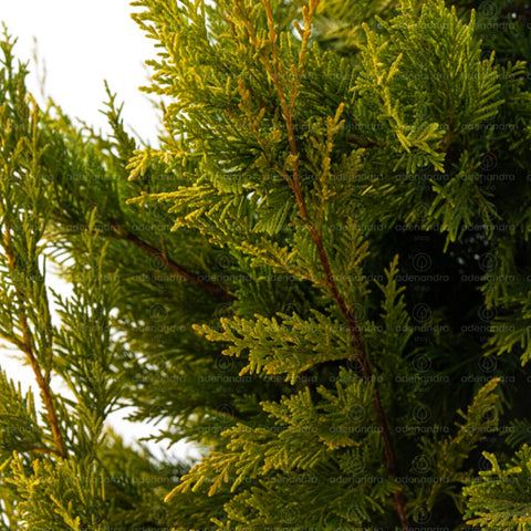 Chiparos Leyland gold rider (Cupressocyparis Leylandii Gold Rider), h 250-300 cm, galben