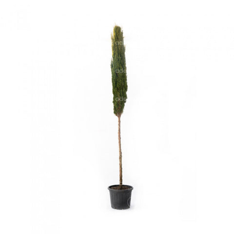 Chiparos italian (Cupressus Sempervirens Totem), h 225-250 cm