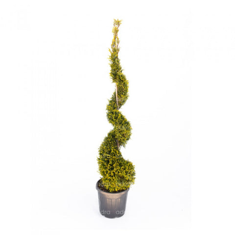 Chiparos Leyland spiralat auriu (Cupressocyparis Leylandii Castlewellan Gold Spirale), h 240-260 cm, galben