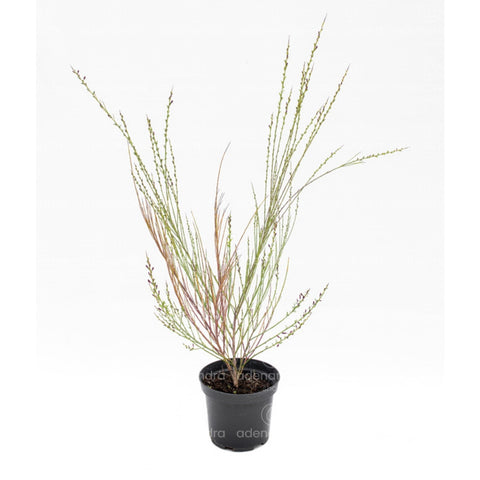 Cytisus scoparius (Burkwoodii), h 40-60 cm, verde