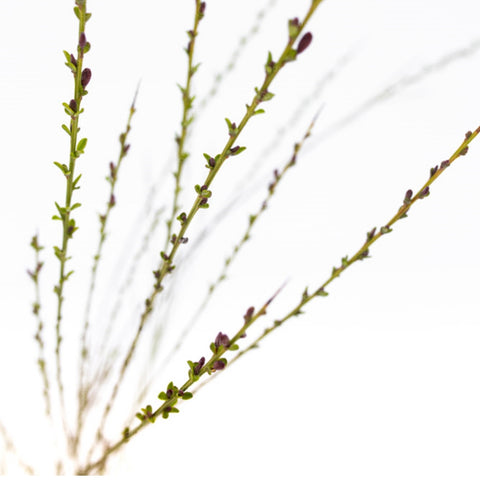 Cytisus scoparius (Burkwoodii), h 40-60 cm, verde
