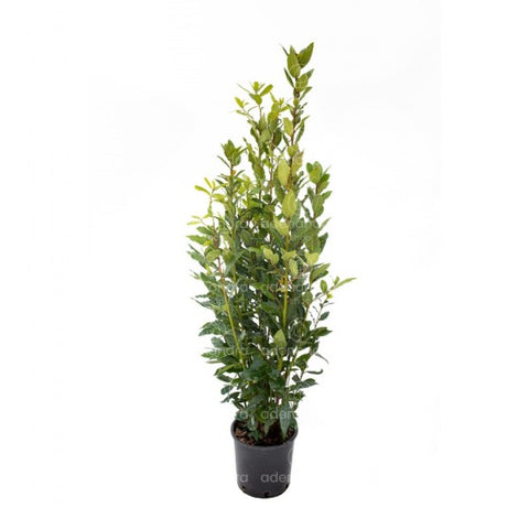 Dafin (Laurus Nobilis), h 130-150 cm, verde