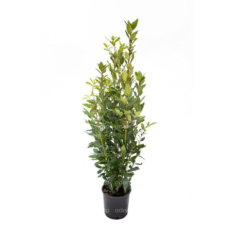 Dafin Laurus Nobilis, h 60-70 cm, verde